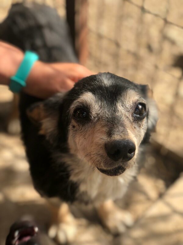 SCHNUFFEL - Notfall-Opi - reserviert PVA vermittelt – Bild 5