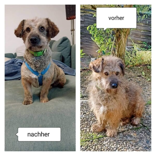 Fluffy in 66740 Saarlouis *vermittelt* – Bild 5