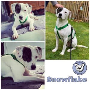 Snowflake in 21521 Aumühle *vermittelt*