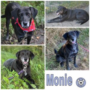 Monie in 18311 Ribnitz-Damgarten - vermittelt