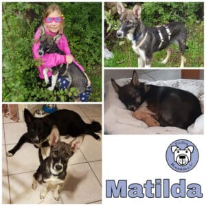 Matilda in 82223 Eichenau *vermittelt*
