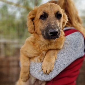 MINKA - auf Pflegestelle in PLZ 1 - vermittelt