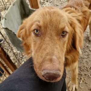 SMILA - zu dünn - wahrschl. Schmerzen im Hüftbereich - reserviert Lika Schneider (11.11 DR) - vermittelt