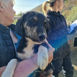 FUSSILI - reserviert JW - vermittelt