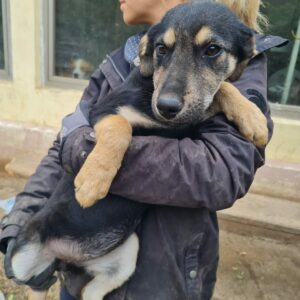 BEA - auf Pflegestelle in PLZ 2 vermittelt