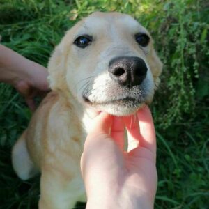 KANJA - sollte zeitnah reisen  - wird gemobbt - vermittelt