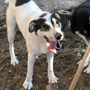 RUPERT - reserviert ELIZA/ Orga 10.03. - vermittelt