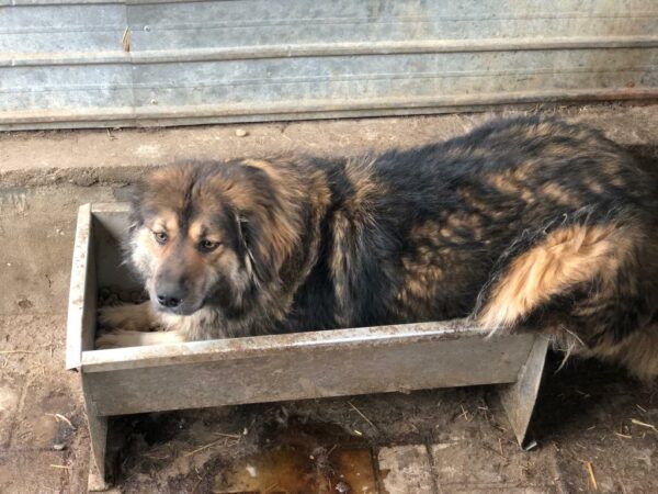 GWENY - ausgereist zu Tiere in Not Odenwald e.V. – Bild 14