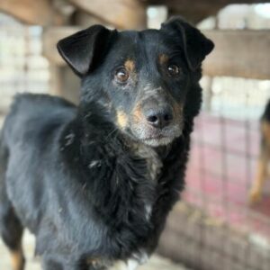 GUSTL (♂) - RBB 07/24