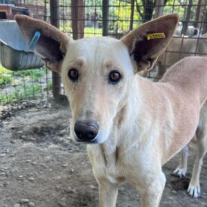 MARJA (♀) - vermittelt MH