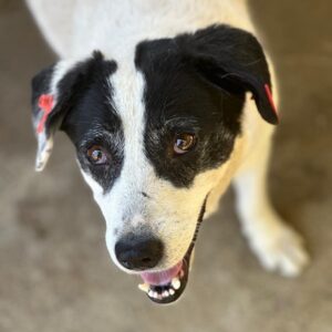 LINDE (♀) - RBB 09/24