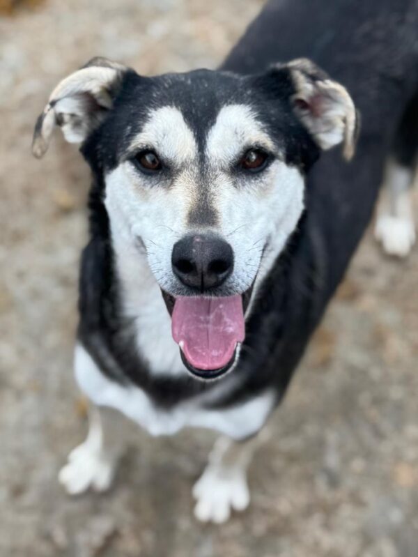 LIESA (♀) – Bild 2