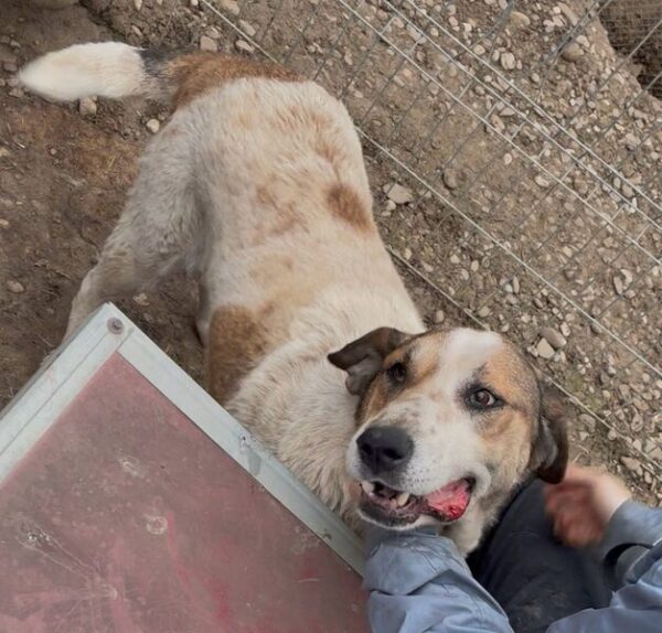 PIT -  Notfall - extrem geschwollene Hinterpfoten, seit mind. 2021 im Shelter – Bild 8