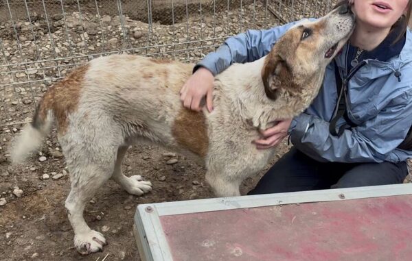 PIT -  Notfall - extrem geschwollene Hinterpfoten, seit mind. 2021 im Shelter – Bild 5