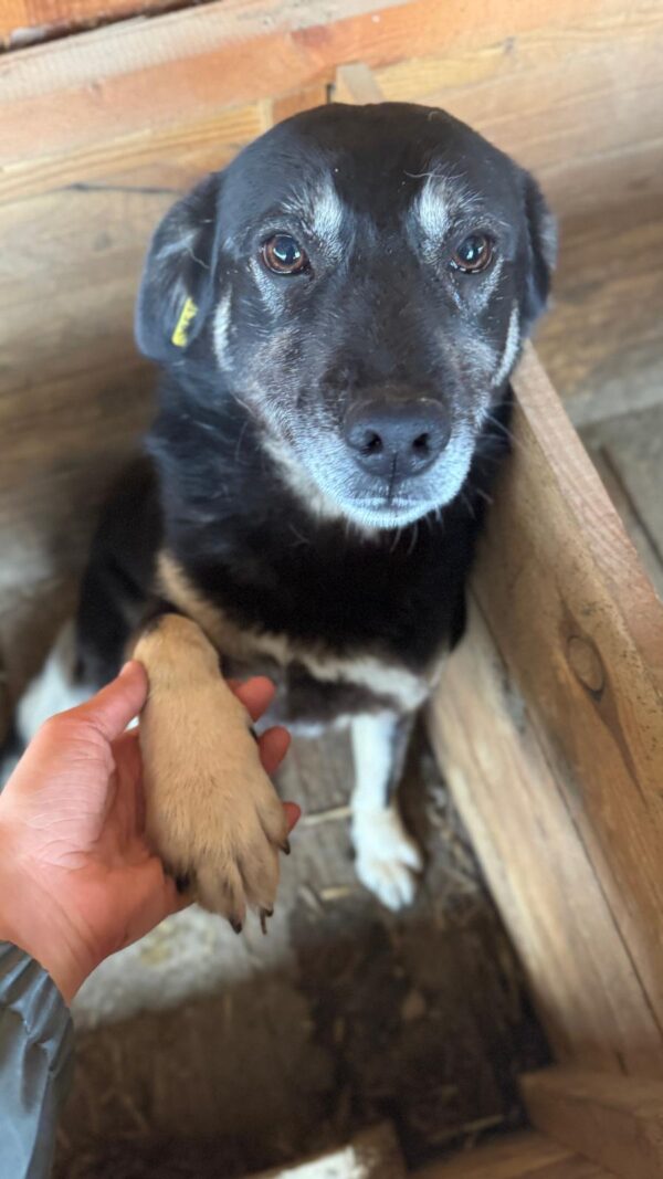 CHUTCHI (♀) – Bild 2