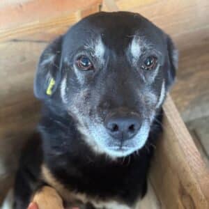 CHUTCHI (♀)- auf PS im PLZ  Bereich 65 (NU) *ausgereist*