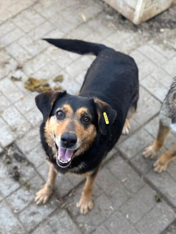 PHOEBE (♀) – Bild 10
