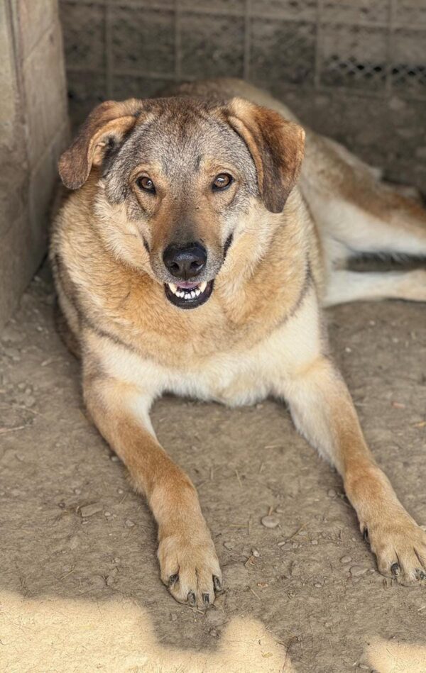 CHINOOK (♂) – Bild 5