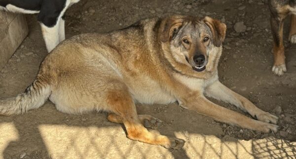 CHINOOK (♂) – Bild 3
