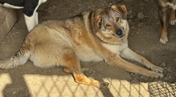CHINOOK (♂) – Bild 4