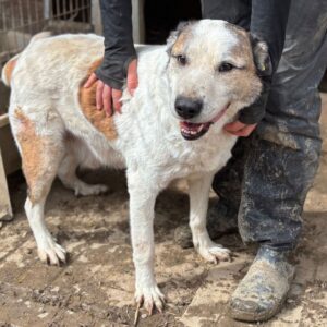 MOGLI (♂) - seit mind. 2022 im Shelter