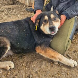 DOVER (♂) - seit 2021 im Shelter