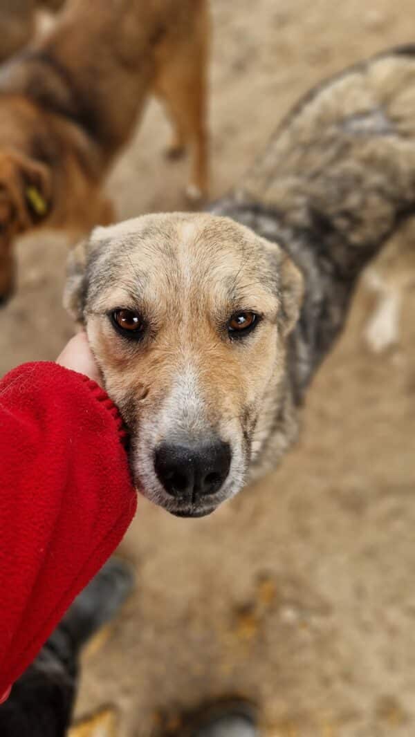 ROSINA (♀) - ausgereist zur Tierhilfe Lebenswert DR 17.01.2025 – Bild 2