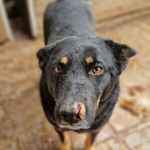 SUMA - vermisst 11/24