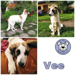 Vee in 17209 Eldetal *vermittelt*