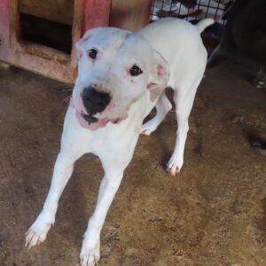 ROSY - reserviert Manuela - vermittelt