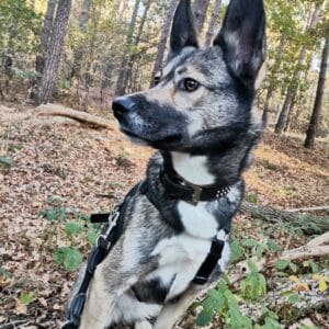 Sabi (Kalea) in 59399 Olfen *vermittelt*