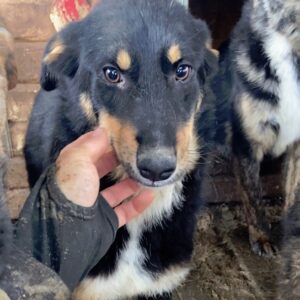 AMELIA - auf PDR PS im PLZ Bezirk 82 - vermittelt