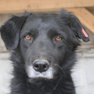 STEFAN (♂) - vermisst 04/24