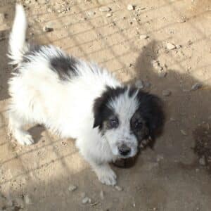 MANOAH  - sollte schnellstmöglich ausreisen - reserviert TH Koblenz 26.11 - vermittelt