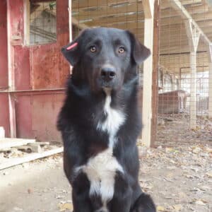 CHAPMAN - auf Pflegestelle in PLZ 84 *vermittelt*