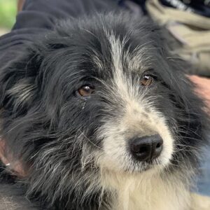 BILLY - Notfall (Epilepsie) - vermittelt Manuela