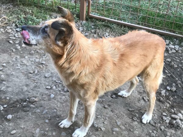LOVEDY - reserviert TH Koblenz - vermittelt – Bild 3