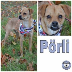 Pörli in 18311 Ribnitz Damgarten - vermittelt