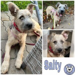 Salty in 16348 Wandlitz *vermittelt*