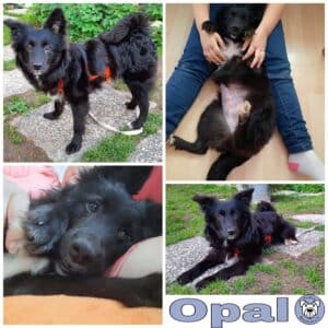 Opal in 75417 Mühlacker *vermittelt*