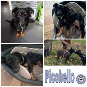 Picobello in 32791 Lage *vermittelt*