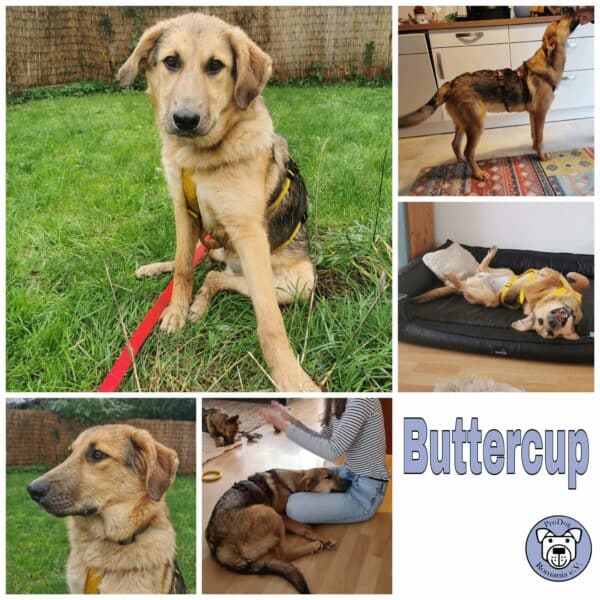 Buttercup in 63773 Goldbach *vermittelt*