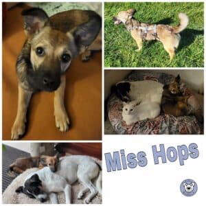 Miss Hops in 72667 Schlaitdorf *vermittelt*