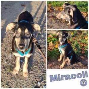 Miracoli in 27299 Langwedel *vermittelt*