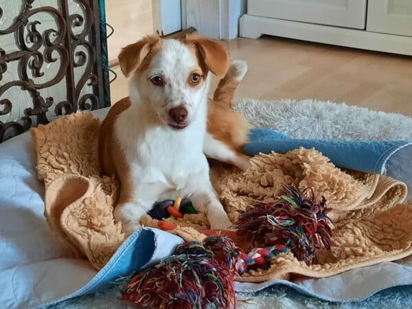 Minny in 75417 Mühlacker *vermittelt* – Bild 3
