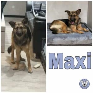 Maxi in 52146 Würselen *vermittelt*