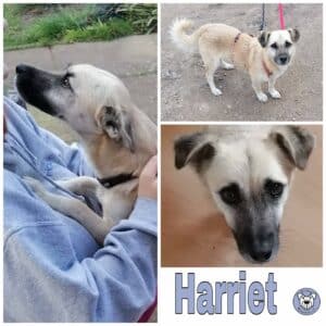 Harriet in 27726 Worpswede *vermittelt*