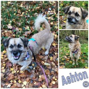 Ashton in 18311 Ribnitz Damgarten *vermittelt*