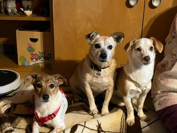 Minny in 75417 Mühlacker *vermittelt* – Bild 7