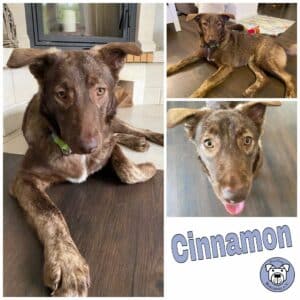 Cinnamon in 73230 Kirchheim unter Teck *vermittelt*